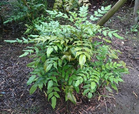 陰生植物 一覧|日陰に強い木（陰樹）特集